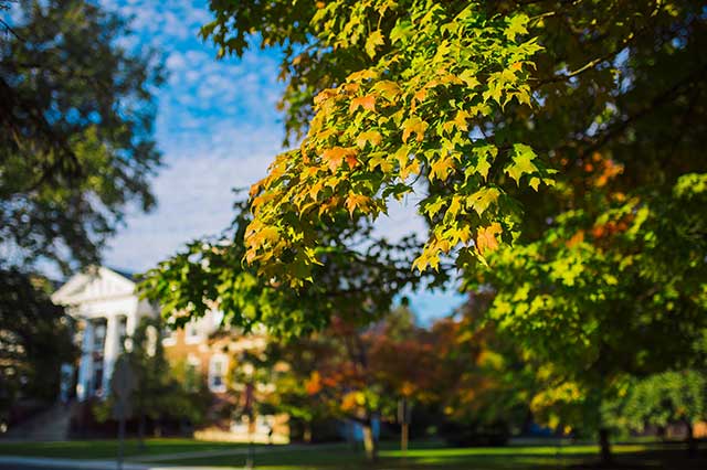 Campus foliage in early fall
