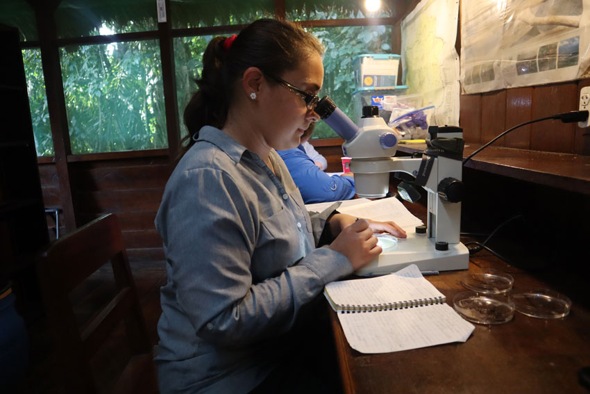 student using microscope to study in the Amazon rainforest