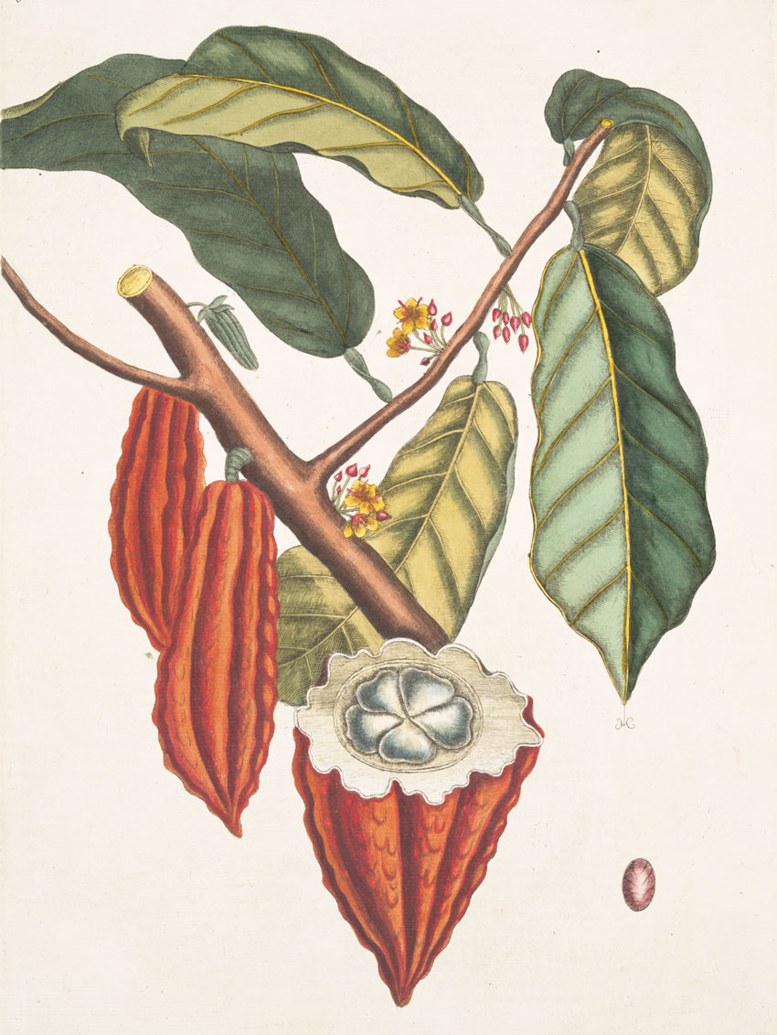 Illustration of a cacao tree