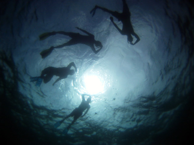 Students snorkel at the surface of the ocean