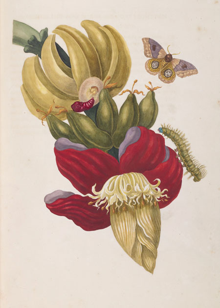 Merian drawing