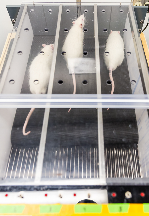 Rats running on treadmill