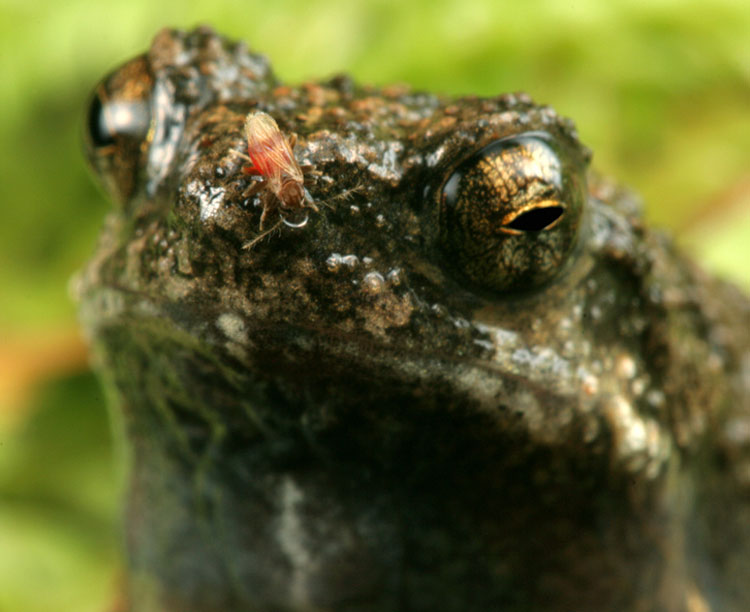 A Corothrella midge parasitizing on a male frog