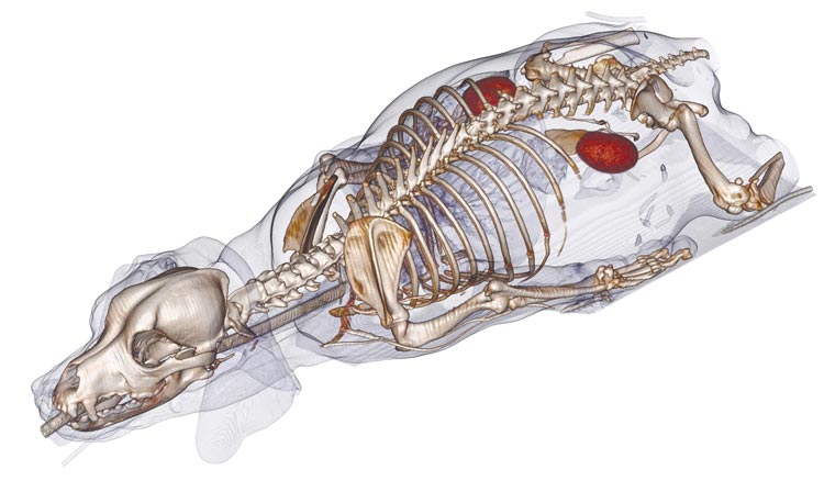 Anatomage table view