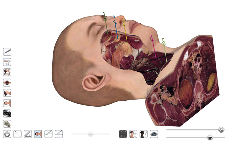 Anatomage table view