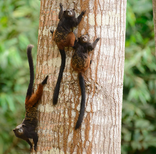 Tropical biodiversity in the Amazon