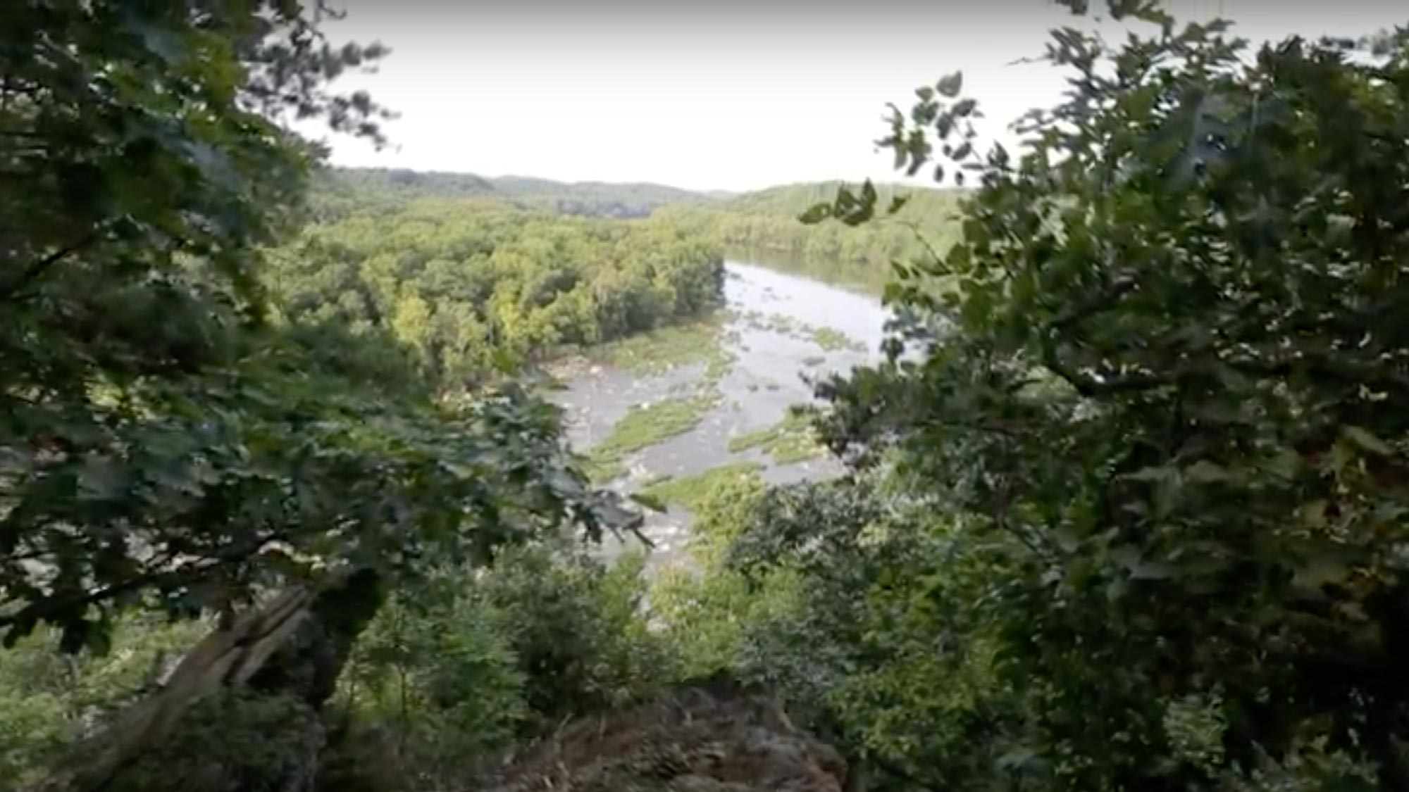 Scenery of green trees and river