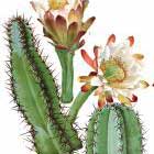 Flowering cactus