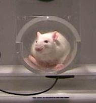 rat