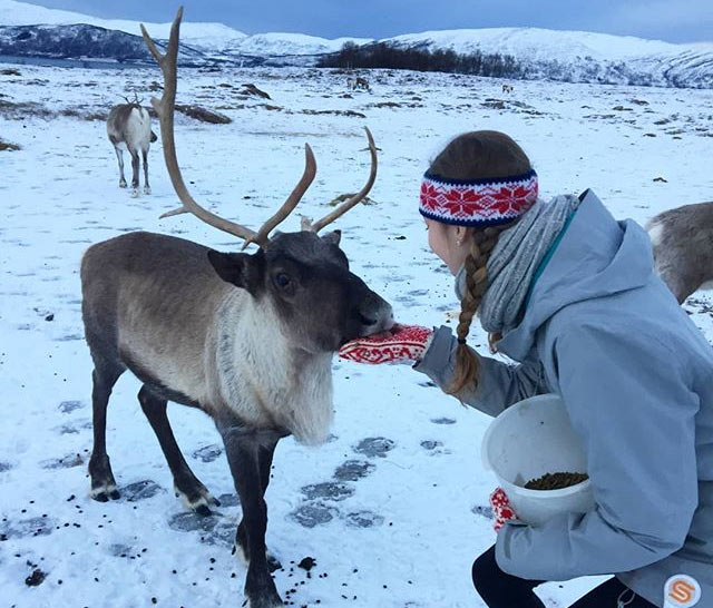 Feeding reindeer