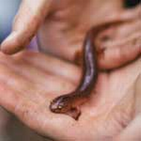 Studies of salamander biology open the door to big questions about the microscopic world