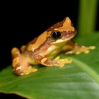Biology Prof. Alex Trillo receives NSF grant to research disease transmission among frogs