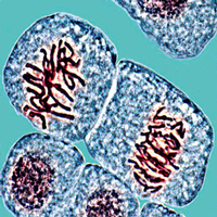 Seven alumni co-publish genetics paper with Prof. Steve James