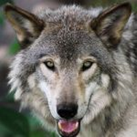 Prof. Monica Ogra, Megan McArthur ’26 team up to rewrite narrative on wolves