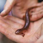 Studies of salamander biology open the door to big questions about the microscopic world