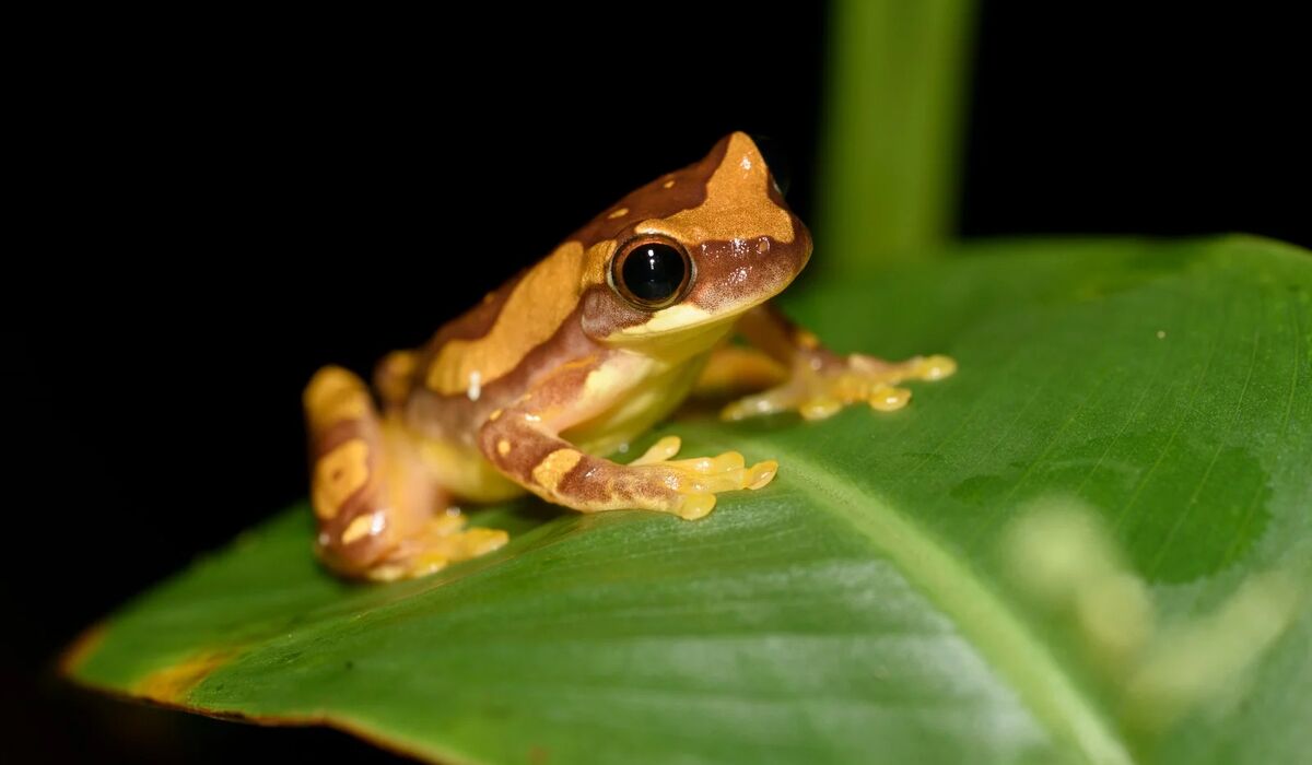 Biology Prof. Alex Trillo receives NSF grant to research disease transmission among frogs