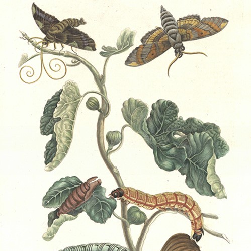 Artful Nature and the Legacy of Maria Sibylla Merian