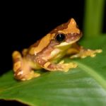 Biology Prof. Alex Trillo receives NSF grant to research disease transmission among frogs