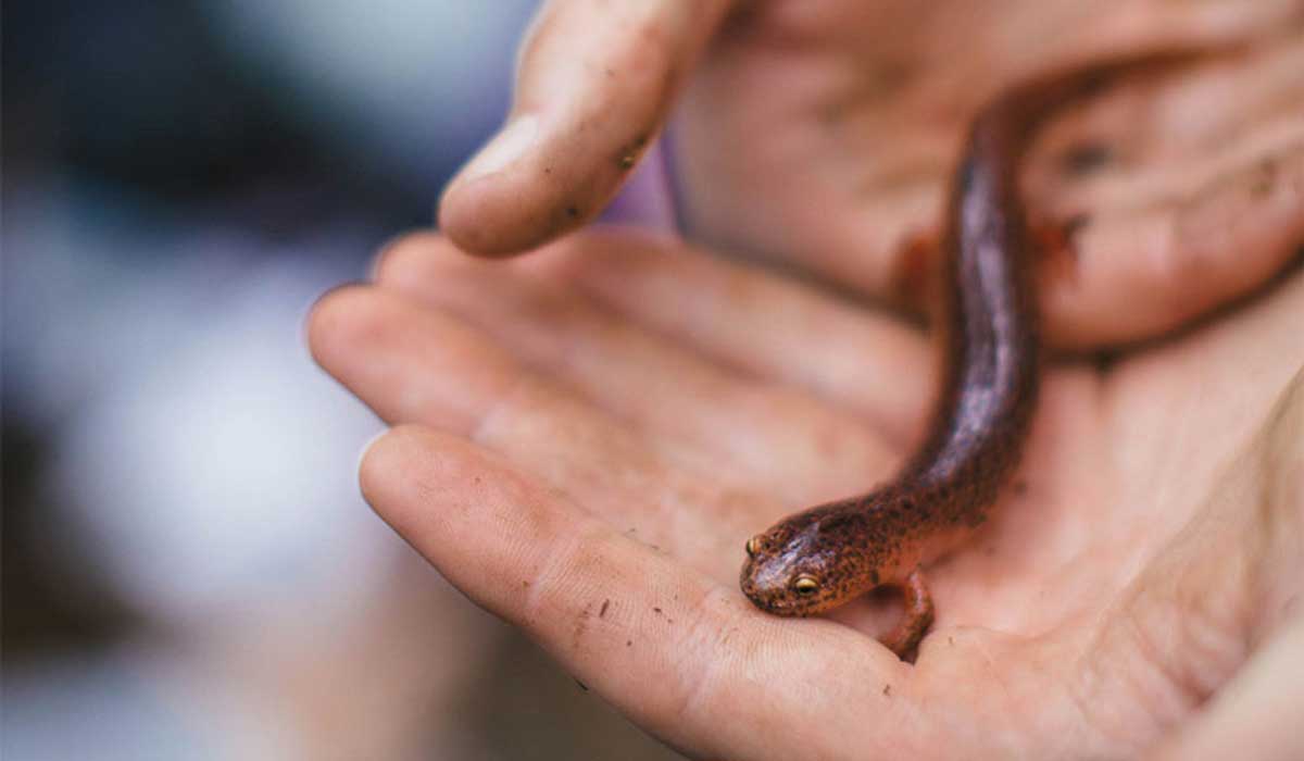 Studies of salamander biology open the door to big questions about the microscopic world