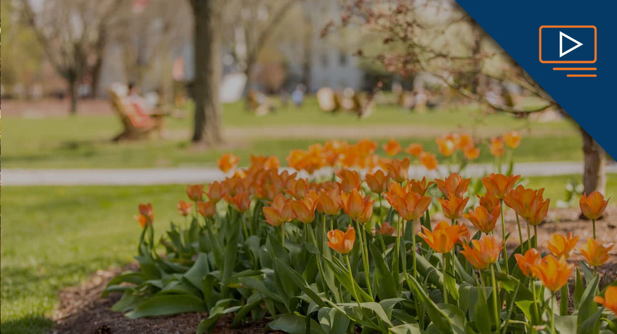 Friday Forum - orange lillies