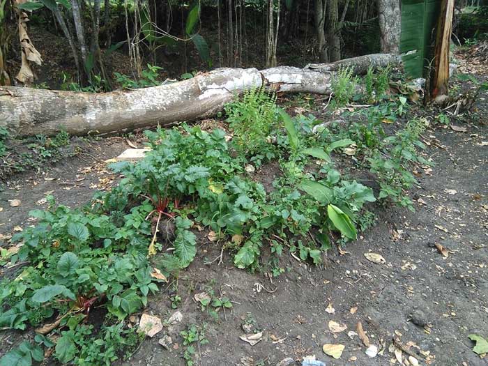 Garden bed with vegetables growing in it