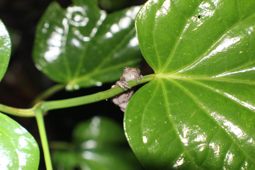 Frog on a leaf in the Amazon