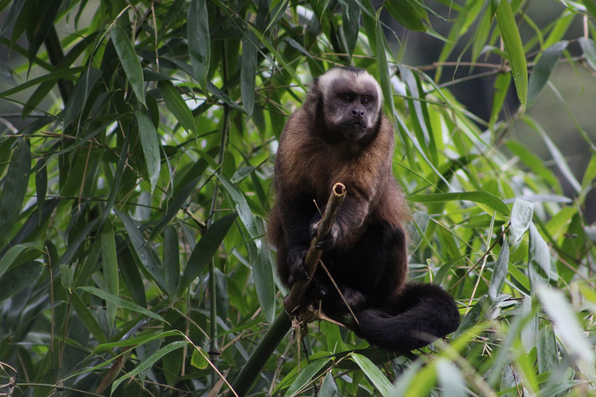 Monkey in a tree in the Amazon rainforest