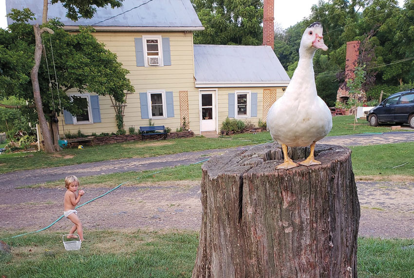 The Kerney family farm with a duck and a young boy