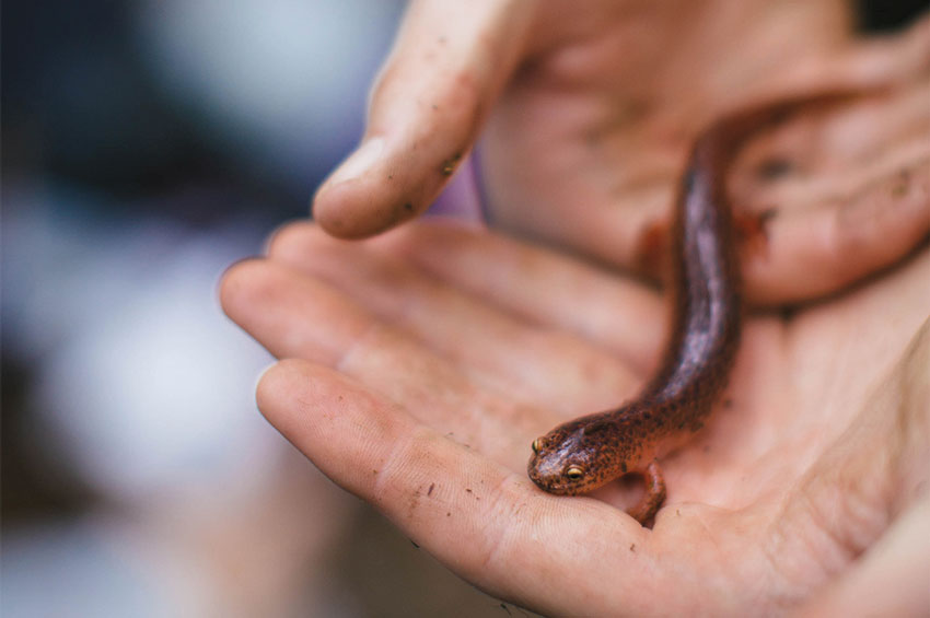 Salamander in the palm of a researcher's hand