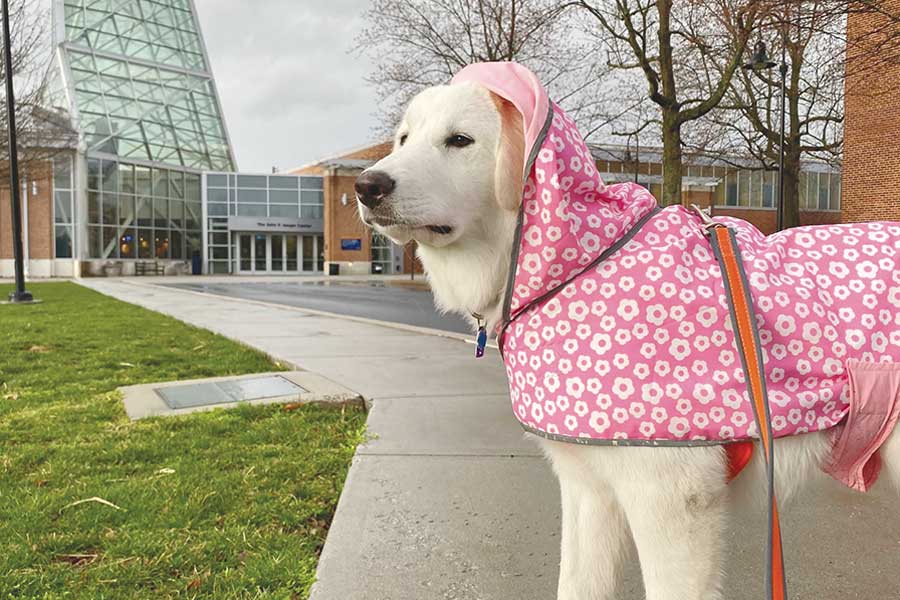 Photo of a white dog with a pink floral outfit on