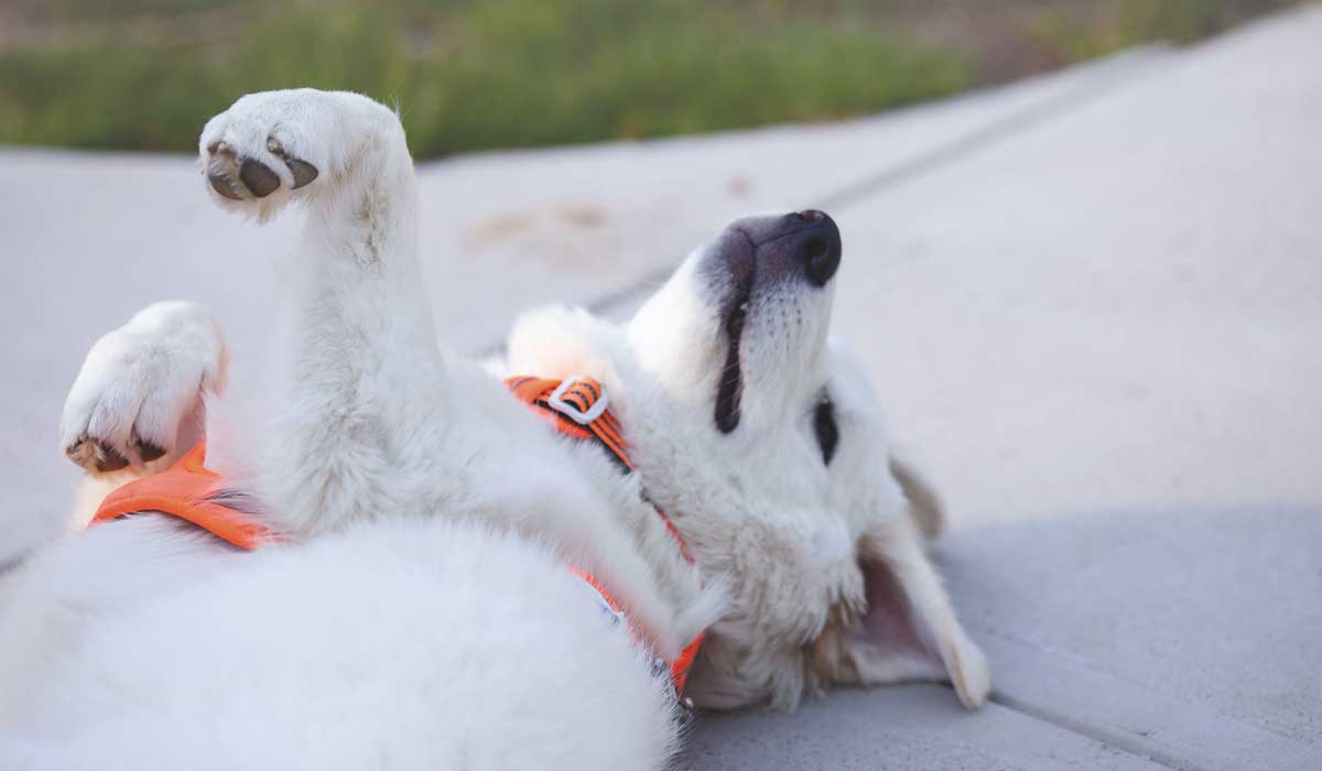 Dog laying on the ground with its paws in the air