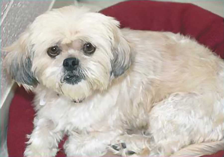 Photo of a small dog with white fur