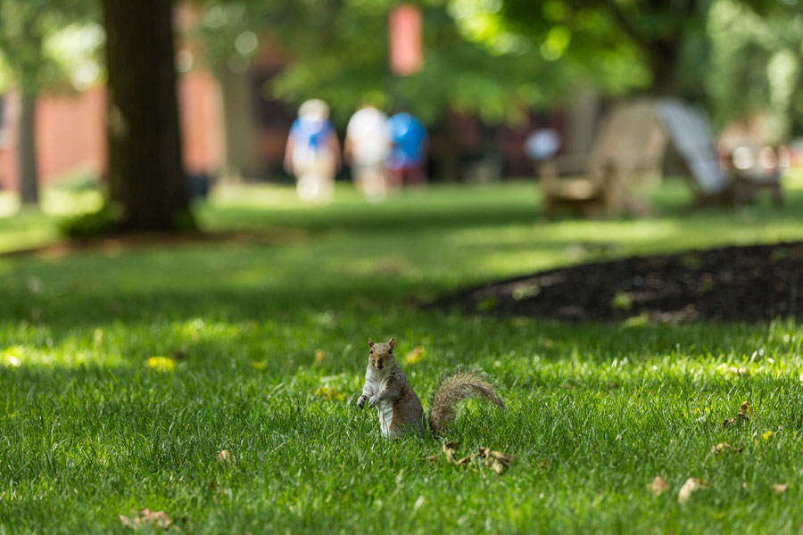 A squirrel on the Gettysburg College campus