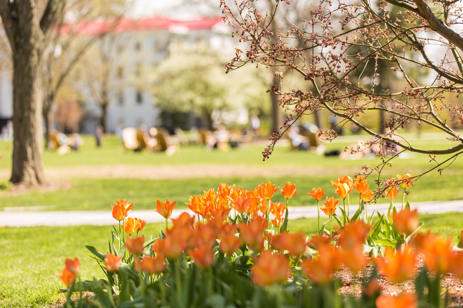 Gettysburg College in the spring with tulips in the foreground