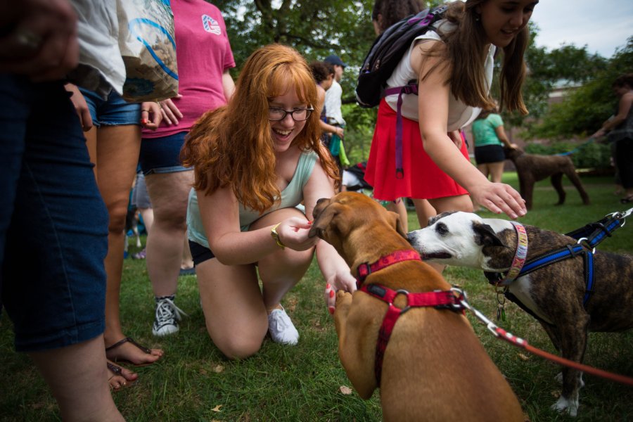 Students petting dogs