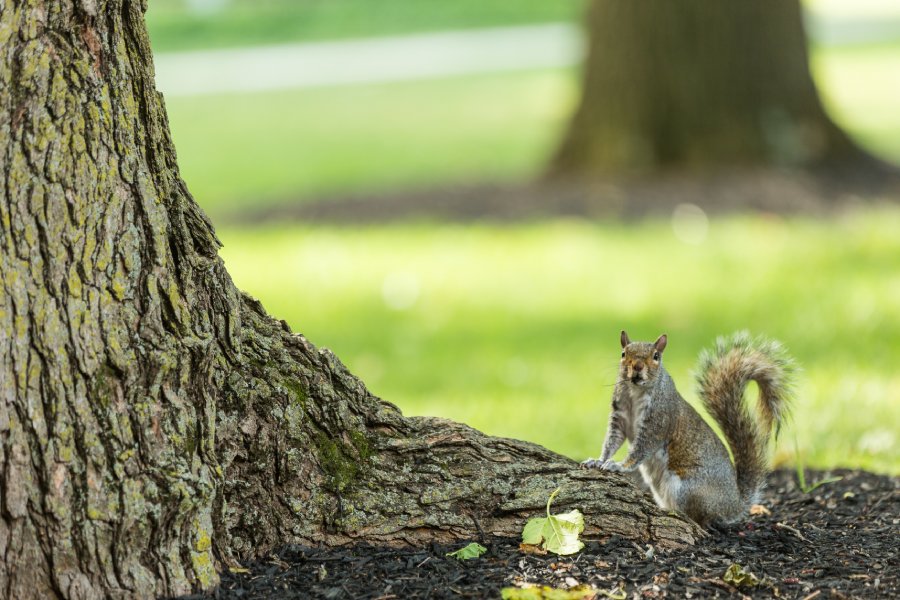 An image of a squirrel