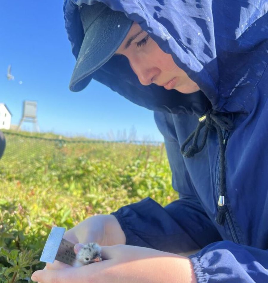 Sund with a tiny tern