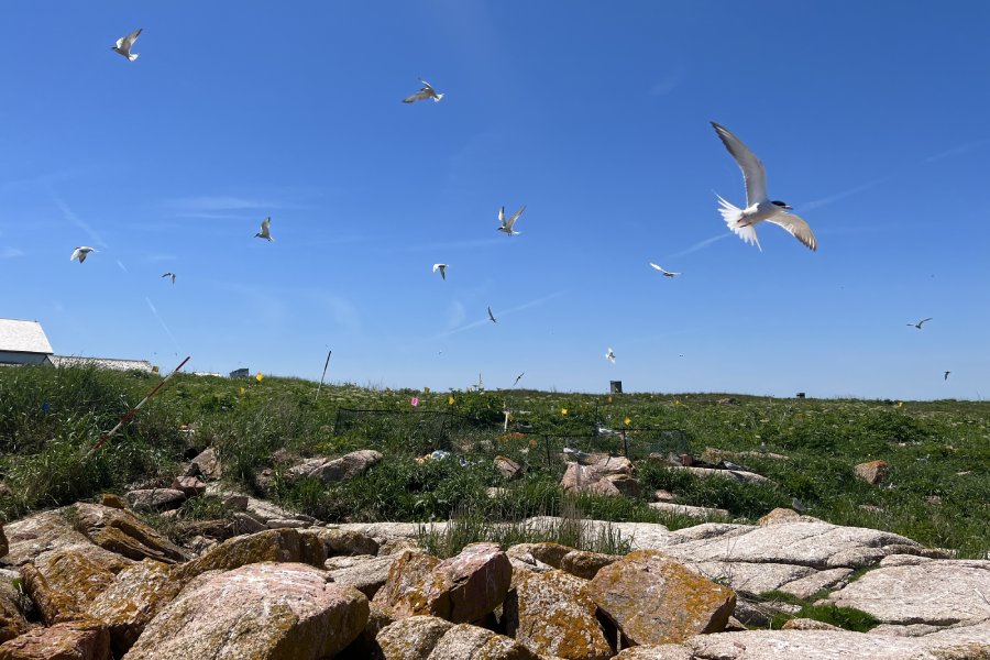 Terns flying