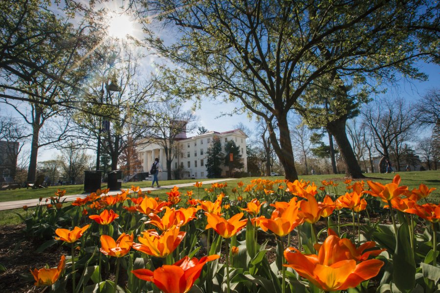 An image of tulips blooming