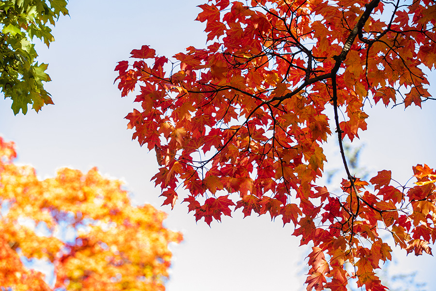 photo of leaves in fall