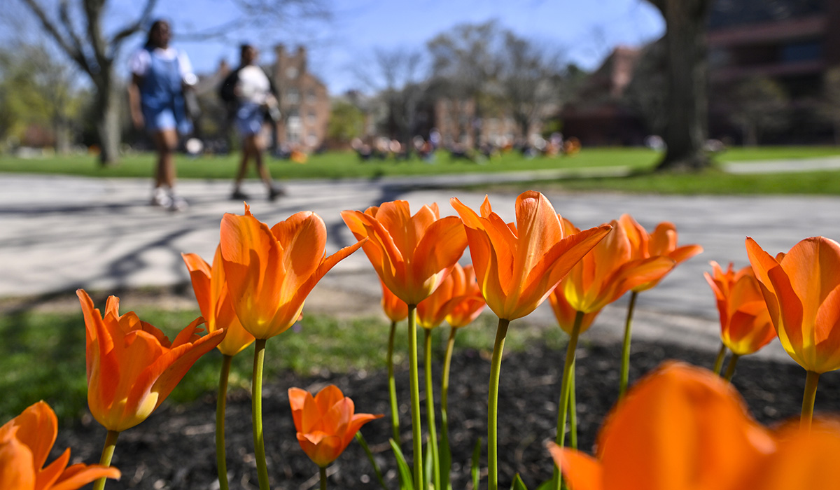 Orange flowers bloom 