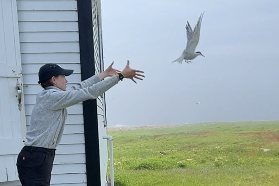 Jocelyn Little (’25) releases a common tern