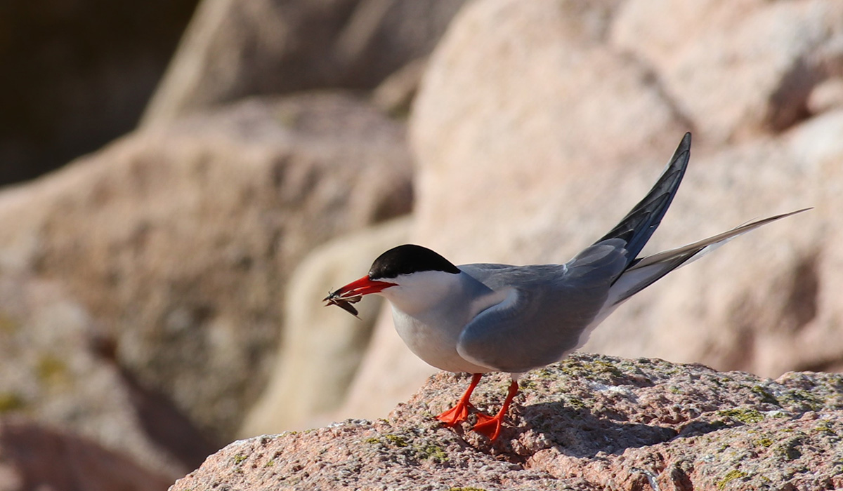 A common tern carries a moth on Petit Manan Island