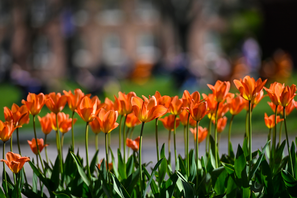 A spring picture of Gettysburg College
