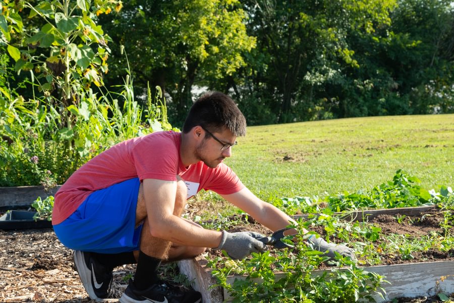 A student trimming plants on a sunny day with green trees and grass