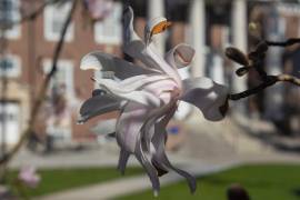 A spring picture of Gettysburg College