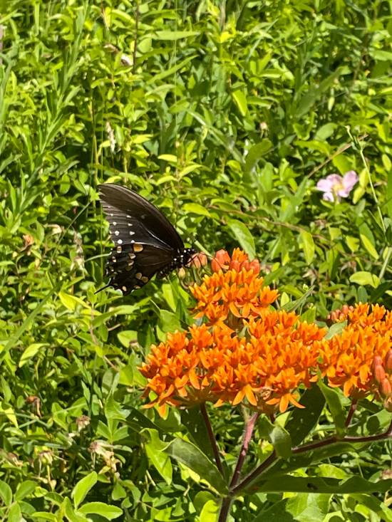Image of a Female Black Swallowtail