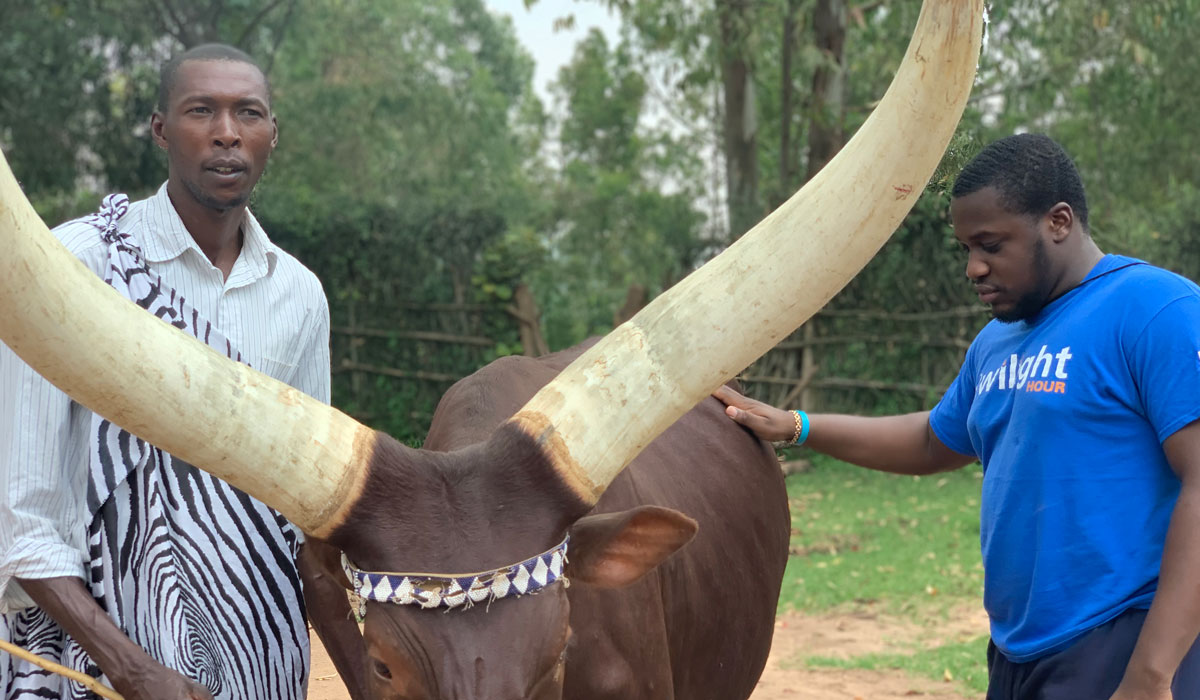 Hassan Williams-Kone with royal Inyambo cow