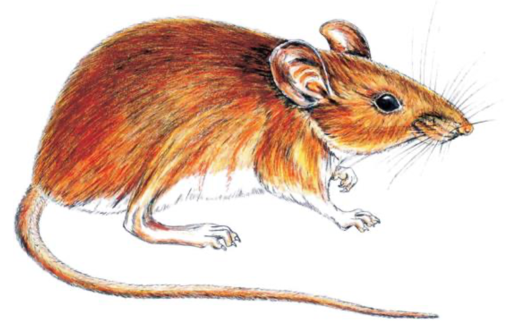 An image of Professor John Winkelmann's mouse