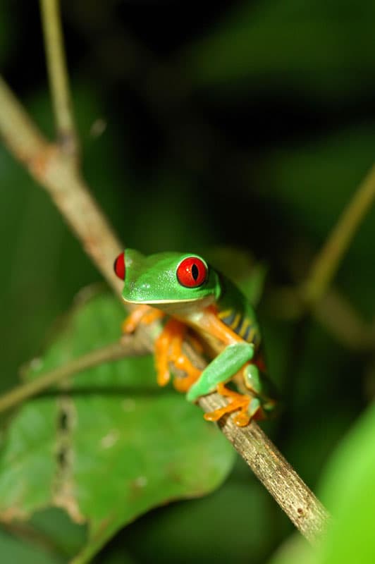 tree frog perched on branch